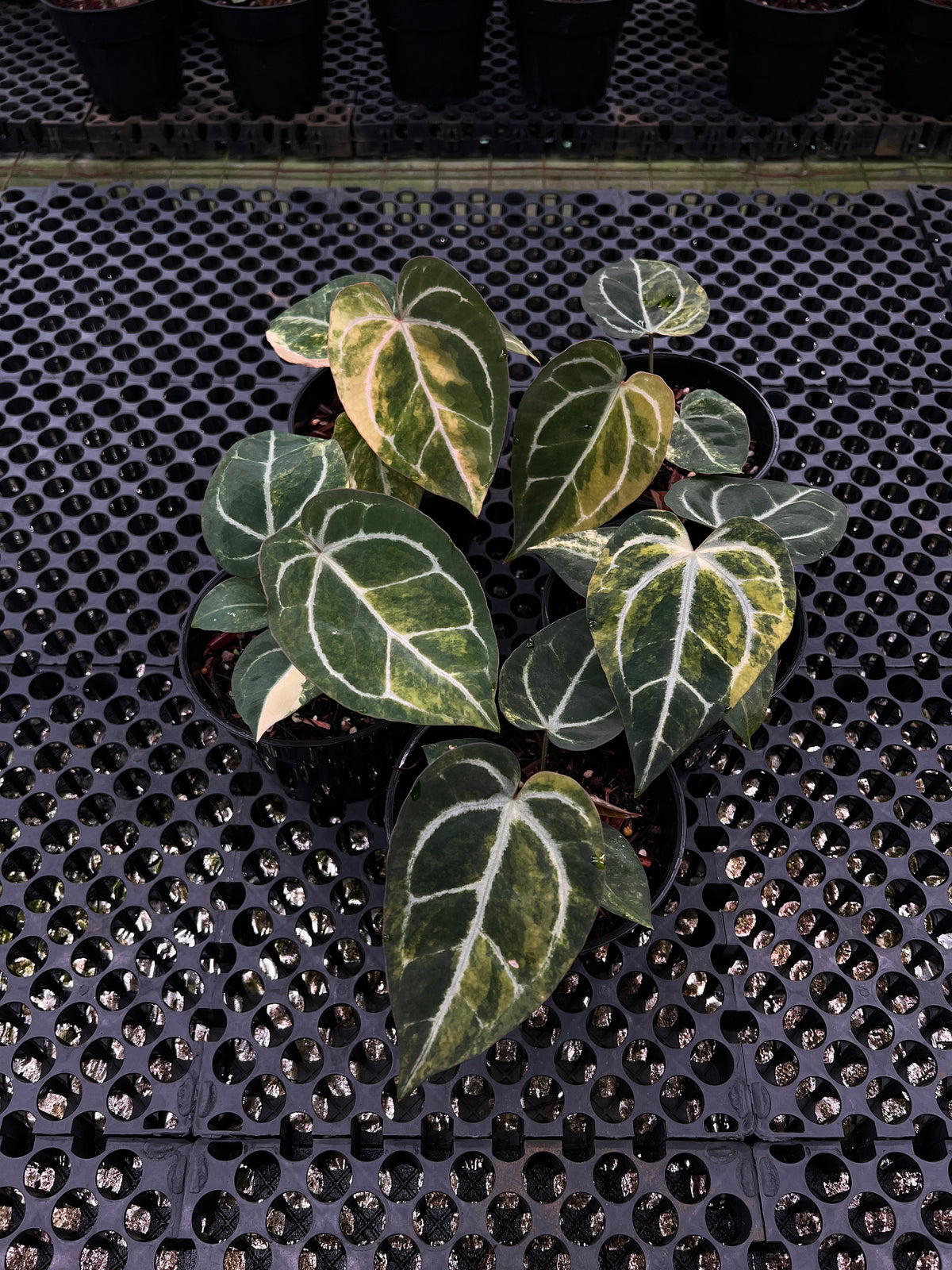 Anthurium (Black Venom x Megatron) x SKG