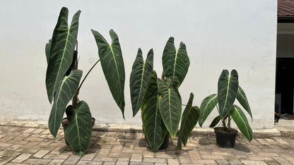 Melanochrsyum