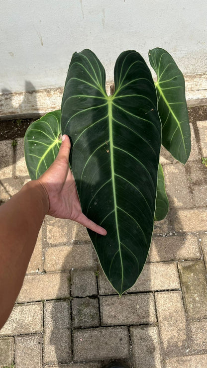 Melanochrsyum