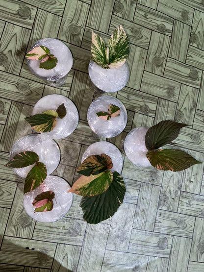 Begonia Varigated