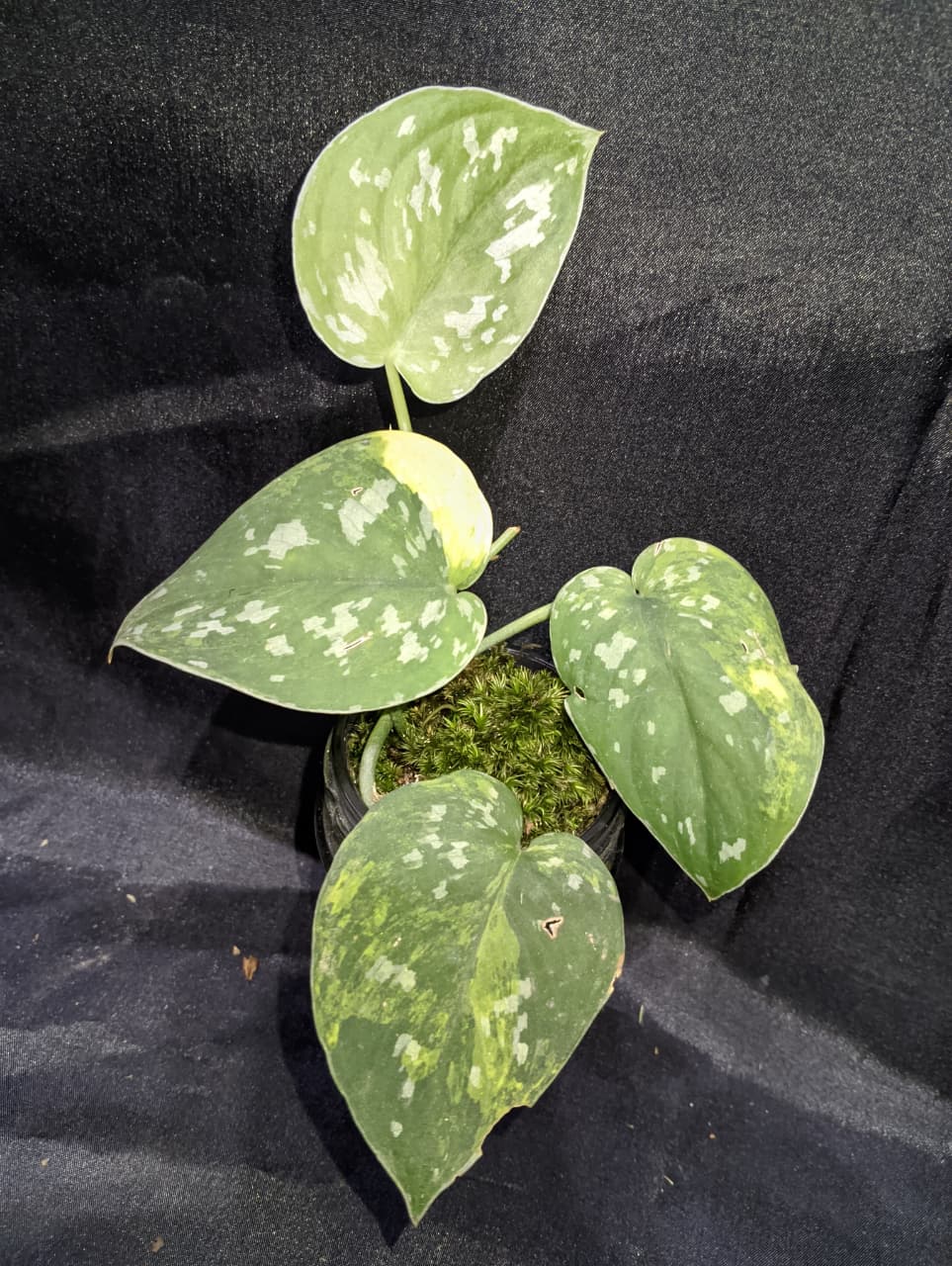 Scindapsus Zeon