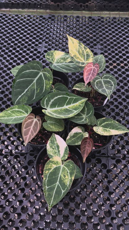 Anthurium (Black Venom x Domino) x RC NSE