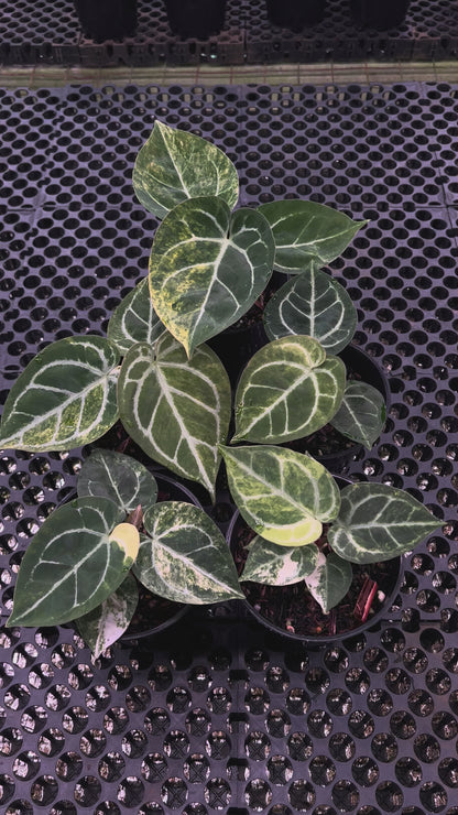 Anthurium Dorayaki Silver Var x SKG