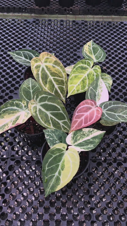 Anthurium Silver Hope Var x Silver Tiger