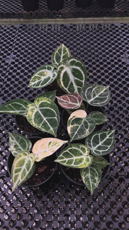Anthurium Dorayaki Silver Var x KOS RC